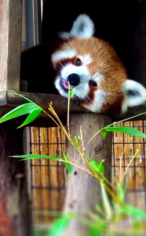 熱川バナナワニ園