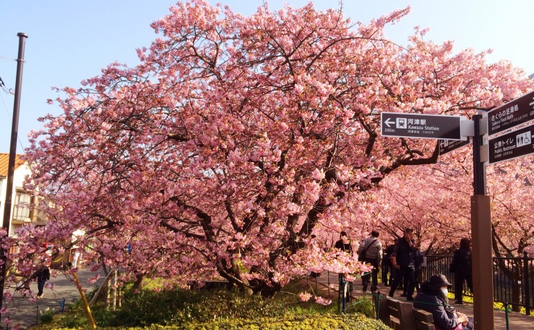 河津桜