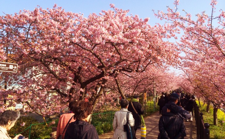 河津桜