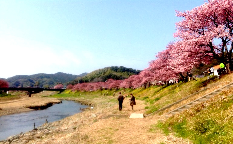 南伊豆桜