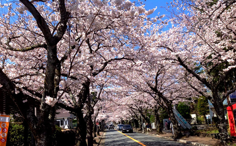 伊豆高原桜まつり