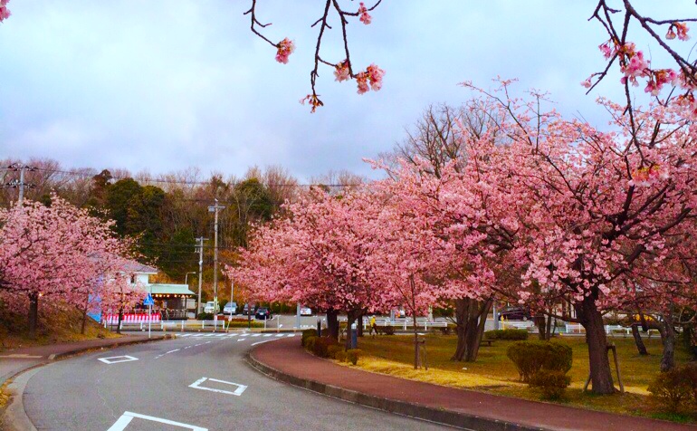 伊豆高原桜