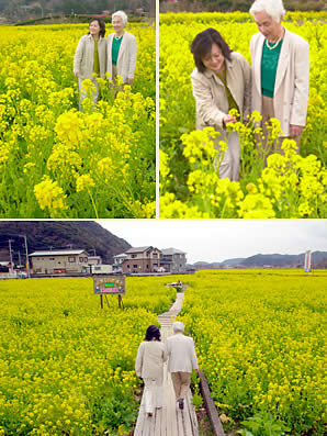 菜の花に埋もれて歩きます