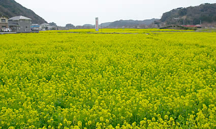 すごいでしょう？この景色！