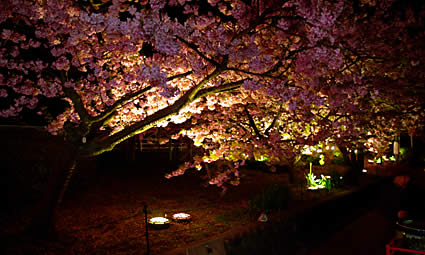 ライトアップされた夜桜