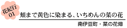 花紀行01?いちめんの菜の花